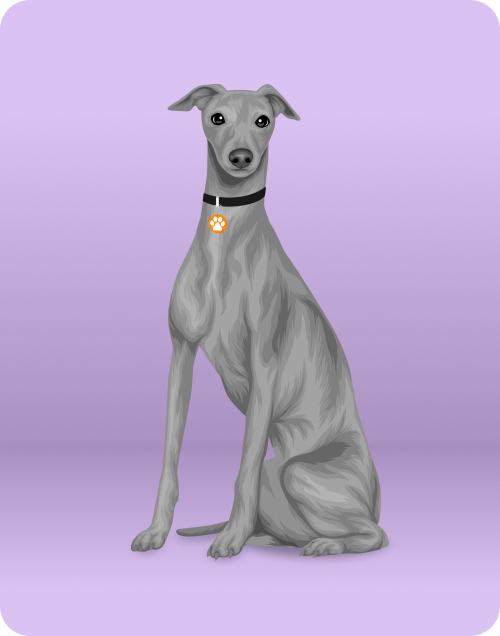 puppy-img